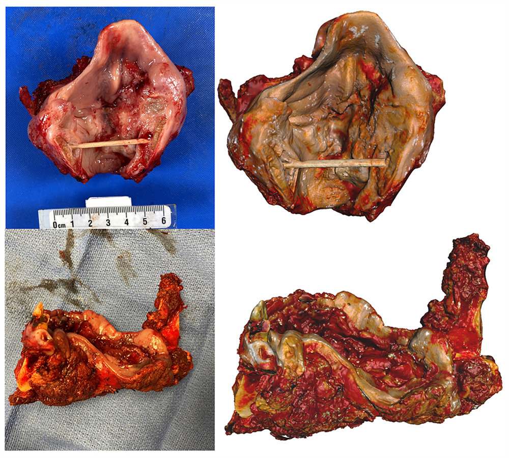 specimen photographs (left) and virtual 3D models (right)